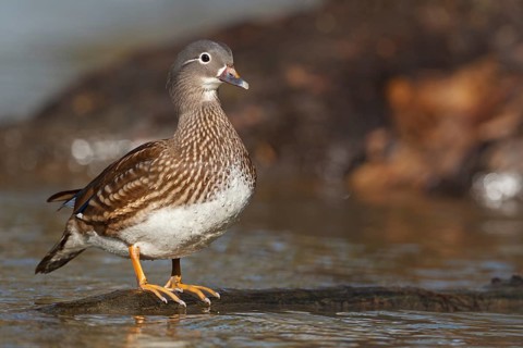 Mandarin Duck (Aix galericulata), Baden-Wuerttemberg, Germany