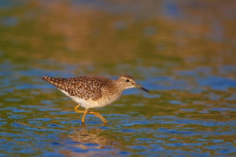 Wood Sandpiper (Tringa glareola), Greece