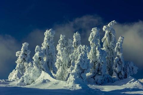 Snow-covered montane forest under rising sun at dawn, Brocken, Saxony-Anhalt, Germany
