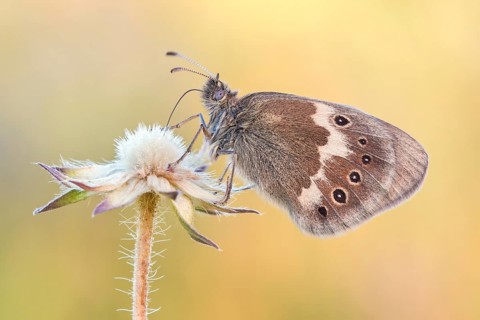 Das Große Wiesenvögelchen (Coenonympha tullia)