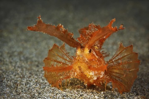 Ambon-Drachenkopf, Pteroidichthys amboinensis Ambon Scorpionfish, Pteroidichthys amboinensis
