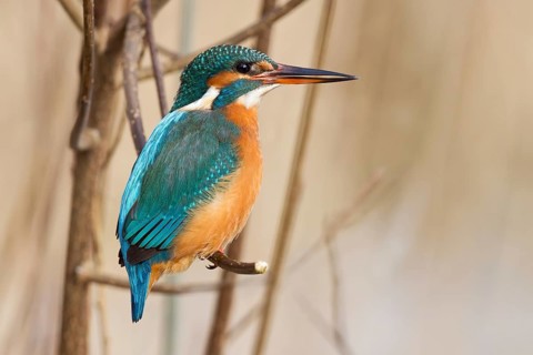 Common Kingfisher (Alcedo atthis) female, Hesse, Germany