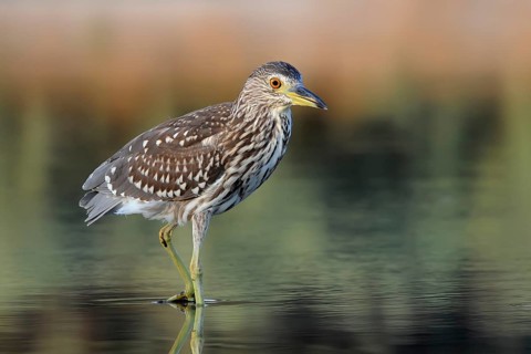 Black-crowned Night Heron (Nycticorax nycticorax) juvenile, Nahsholim, Israel