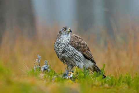 Bird of prey Goshawk with killed Eurasian Magpie on the grass in green forest. Wildlife scene from