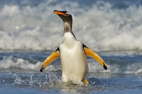 South Georgia in Atlantic Ocean. Gentoo penguin jumps out of the blue water after swimming through