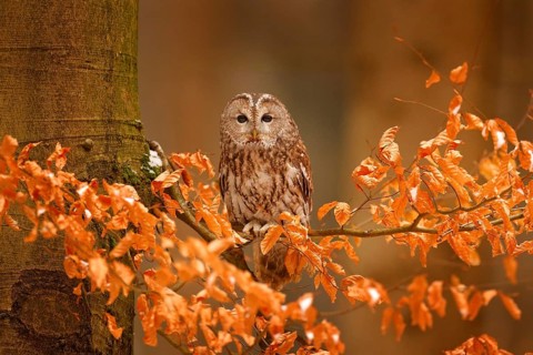 Tawny owl hidden in the fall wood, sitting on tree trunk in the dark forest habitat. Beautiful