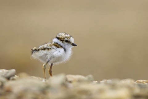 Little Ringed Plover (Charadrius dubius) chick, North Rhine-Westphalia, Germany
