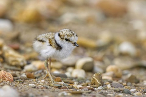 Little Ringed Plover (Charadrius dubius) chick, North Rhine-Westphalia, Germany