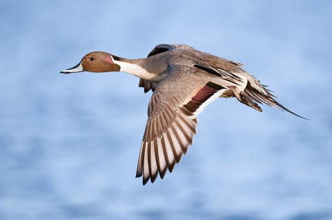 Northern Pintail (Anas acuta) male flying, British Columbia, Canada
