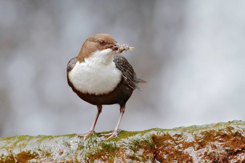 White-throated Dipper, Cinclus cinclus, brown bird with white throat in the river, waterfall in the