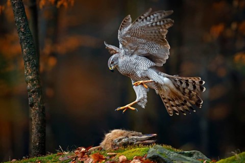 Goshawk flying, bird of prey with open wings with evening sun back light, nature forest habitat,