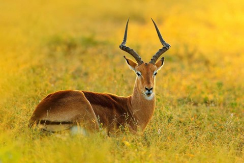 Beautiful impala in the grass with evening sun. Animal in the nature habitat. Sunset in Africa