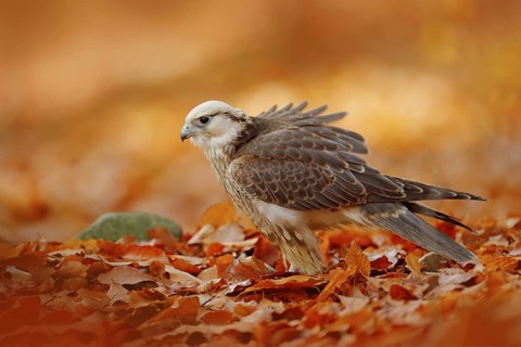 Lanner Falcon, Falco biarmicus, Africa rare bird of prey with orange leaves branch in autumn