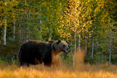 Autumn wood with bear. Beautiful brown bear walking around lake with autumn colours. Dangerous