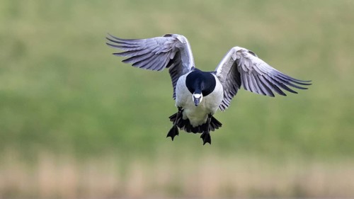 Barnacle Goose (Branta leucopsis) landing, Netherlands