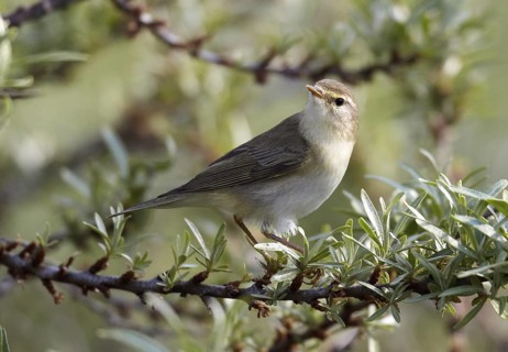 Willow Warbler (Phylloscopus trochilus), Schleswig-Holstein, Germany