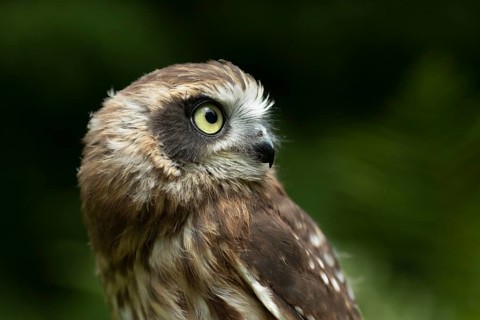 Morepork (Ninox novaeseelandiae) juvenile, captive, Germany