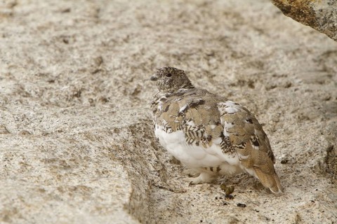 White-tailed Ptarmigan (Lagopus leucura), California, USA