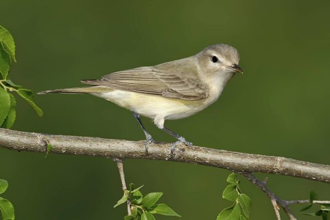 Warbling Vireo (Vireo gilvus), Texas, USA