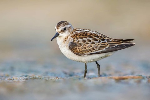 Little Stint (Calidris minuta) foraging, Poland
