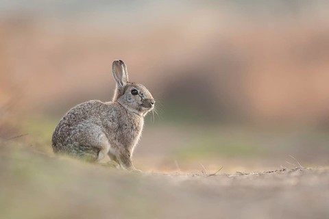 European Rabbit (Oryctolagus cuniculus) resting, Texel, Netherlands