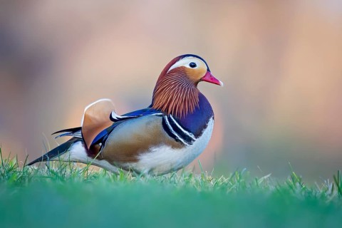 Mandarin Duck (Aix galericulata) male, Saxony-Anhalt, Germany