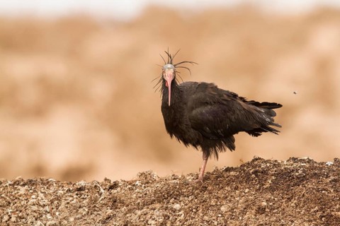 Northern Bald Ibis (Geronticus eremita), Morocco