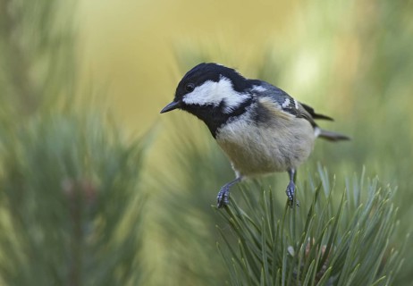 Coal Tit (Periparus ater), Mecklenburg-Western Pomerania, Germany