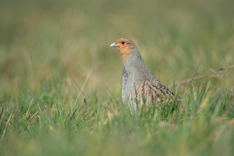 Grey Partridge (Perdix perdix) perched in grass field, North Rhine-Westphalia, Germany