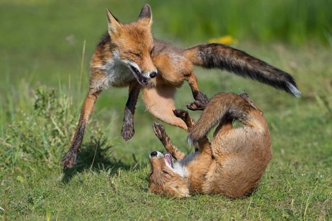 Red Fox (Vulpes vulpes) two young fighting and playing in grassland, Netherlands