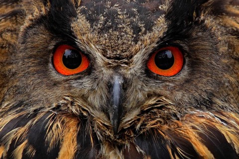 Detail face portrait of bird, big orange eyes and bill, Eagle Owl, Bubo bubo, rare wild animal in