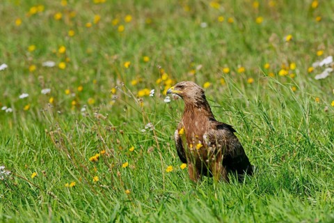 Lesser Spotted Eagle (Clanga pomarina), Mecklenburg-Western Pomerania, Germany