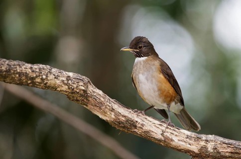 White-necked Thrush (Turdus albicollis), Sao Paulo, Braszil