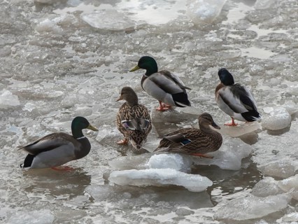 Mallard (Anas platyrhynchos) group on ice, Hamburg, Germany