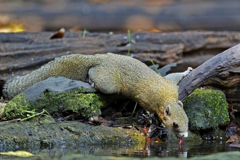 Graubauchhörnchen (Callosciurus caniceps) an Wasserstelle im Regenwald trinkend, Kaeng Krachan