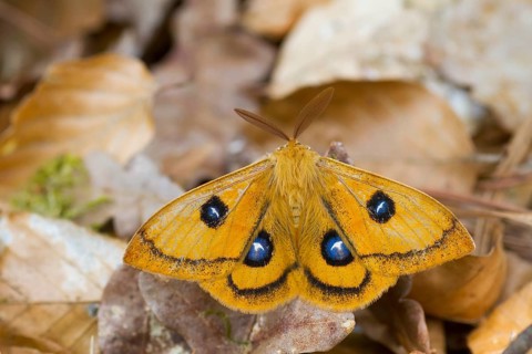 Aglia tau - Tau Empereor - Nagelfleck, Germany (Rheinland-Pfalz), imago
