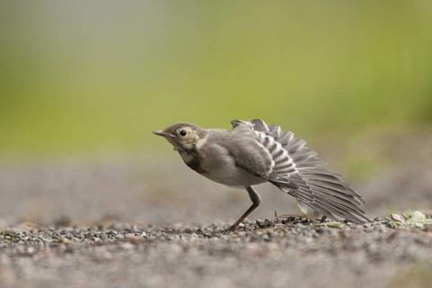 White Wagtail (Motacilla alba) juvenile, St. Gallen, Switzerland