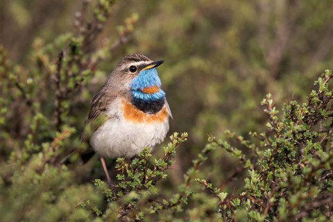 Bluethroat - Blaukehlchen - Cyanecula svecica ssp. saturatior, Kyrgyzstan, adult male