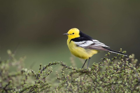 Citrine Wagtail - Zitronenstelze - Motacilla citreola ssp. calcarata, Kyrgyzstan, adult male