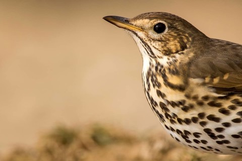 Song Thrush (Turdus philomelos), Aragon, Spain