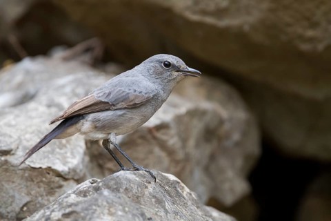 Blackstart - Schwarzschwanz - Cercomela melanura ssp. neumanni, Oman