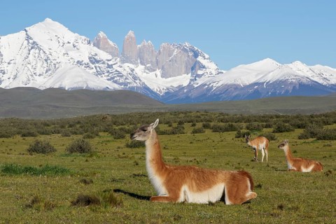 Guanaco (Lama guanicoe) herd on mountain plateau grassland in front of snowy mountains, Andes,