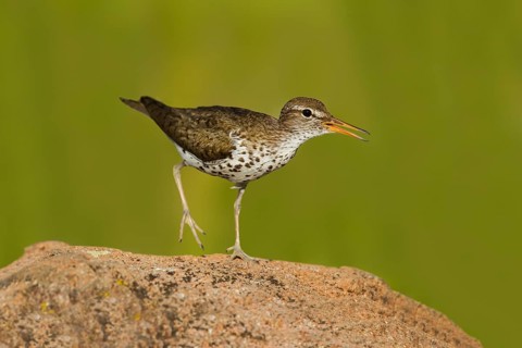 Spotted Sandpiper (Actitis macularius), Utah, USA