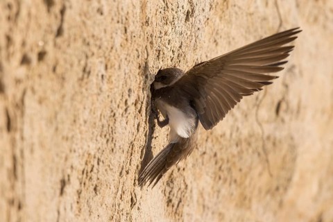 Sand Martin (Riparia riparia) building nest hole, North Rhine-Westphalia, Germany