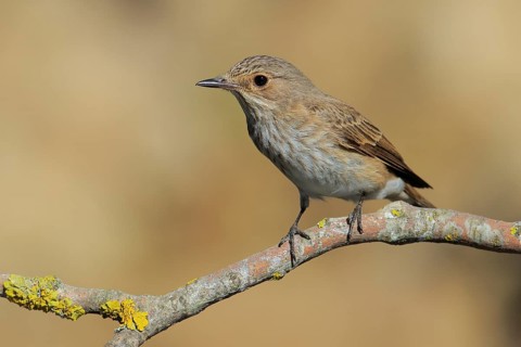 Spotted Flycatcher (Muscicapa striata) perched on lichen branch, Andalusia, Spain