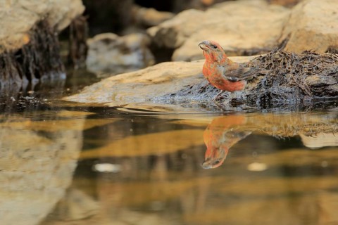Red Crossbill (Loxia curvirostra) male drinking at waterhole, Andalusia, Spain