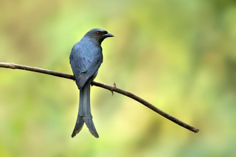 Ashy Drongo (Dicrurus leucophaeus), Yunnan, China