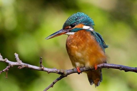 Common Kingfisher (Alcedo atthis) female perched on a branch, Mecklenburg-Western Pomerania,