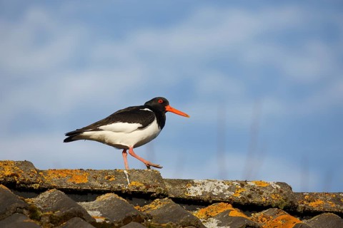 Eurasian Oystercatcher (Haematopus ostralegus) walking on the ridge of a roof, Netherlands
