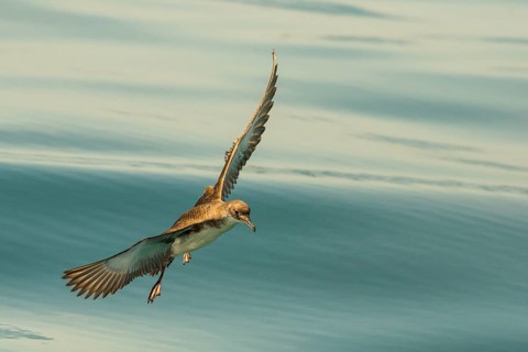 Yelkouan Shearwater (Puffinus yelkouan) flying, Tuscany, Italy
